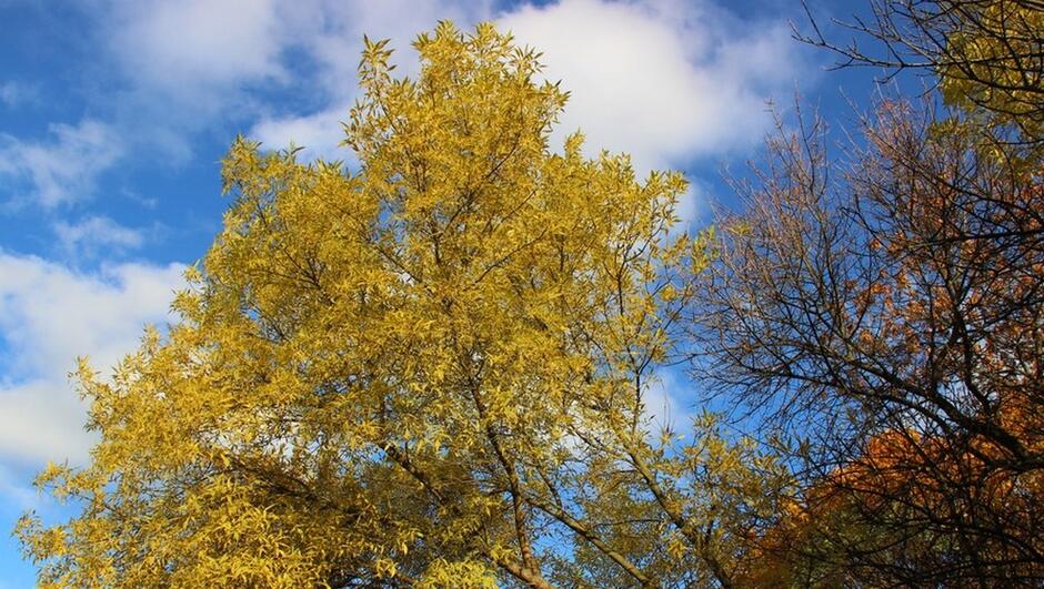 korony drzew z żółtymi liśćmi niebo chmury