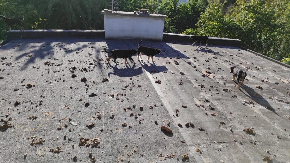 psy na dachu odchody drzewa