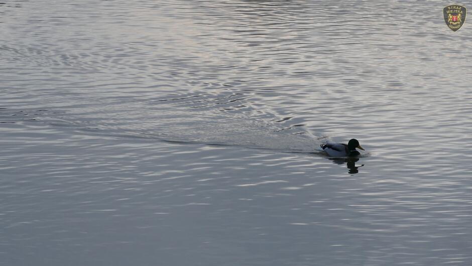 samiec kaczki płynący po wodzie