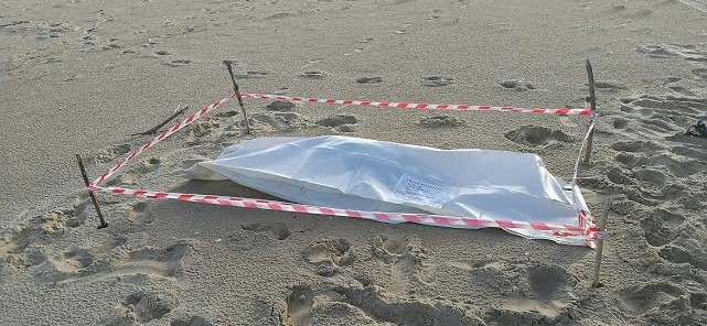 Morze wyrzuciło martwą fokę