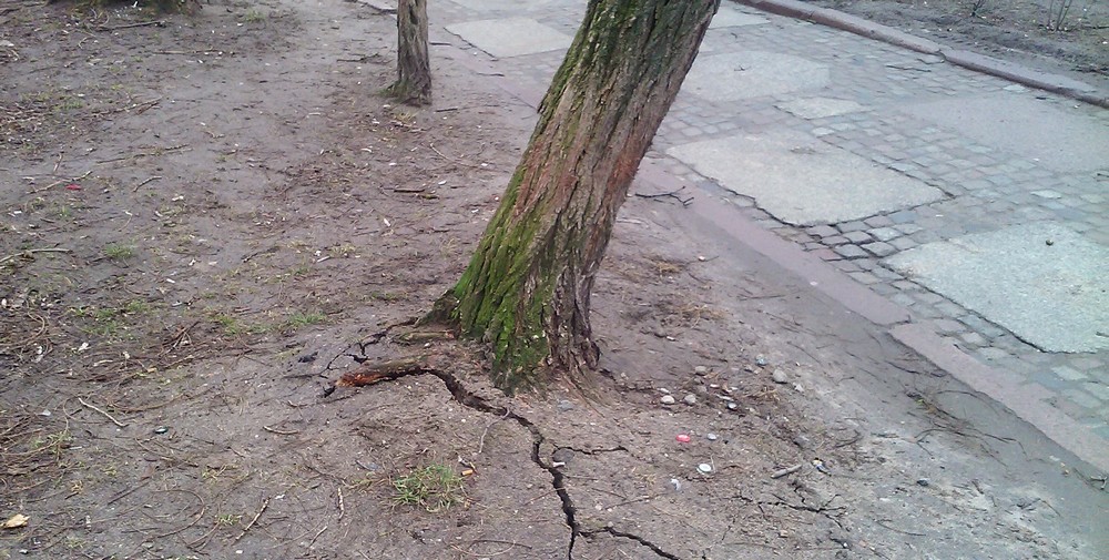 Wycinka uszkodzonego drzewa