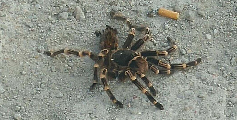 Egzotyczny pająk na chodniku
